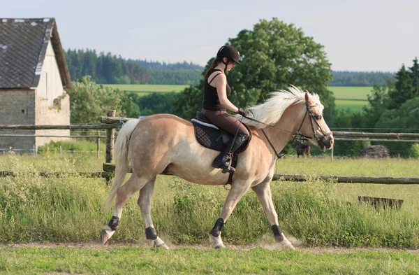 En ung kvinna som rider en häst Haflinger — Stockfoto