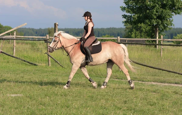 Una joven montando un caballo Haflinger — Foto de Stock