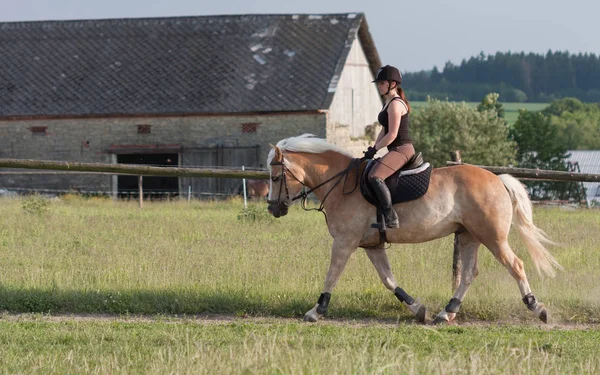 En ung kvinna som rider en häst Haflinger — Stockfoto