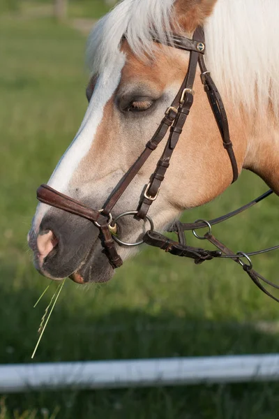 Primer plano de la cabeza de caballo, caballo semental raza haflinger — Foto de Stock