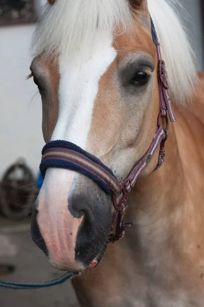 Primer plano de la cabeza de caballo, caballo semental raza haflinger — Foto de Stock