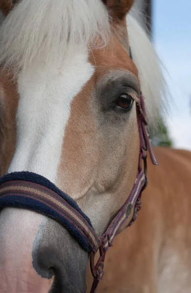 Close up de cabeça de cavalo, cavalo de garanhão raça haflinger — Fotografia de Stock