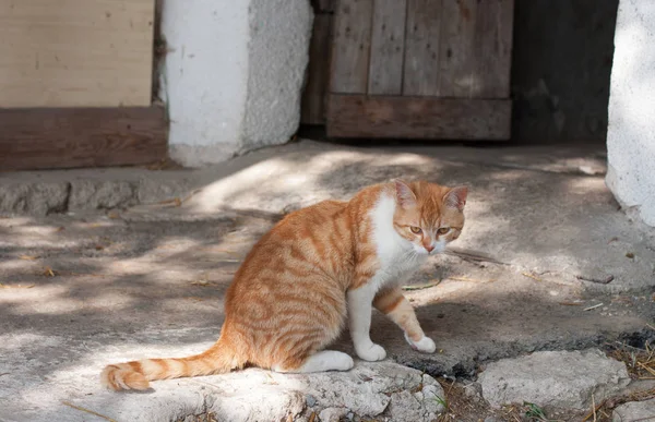 Gato vermelho sentado na frente do estábulo . — Fotografia de Stock