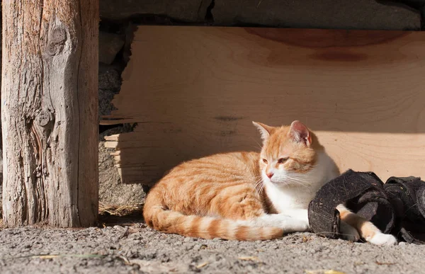 Gato vermelho sentado na frente do estábulo — Fotografia de Stock