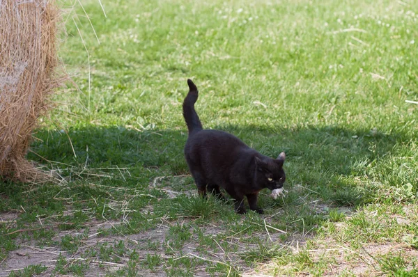 Preto gato estável pegou o mouse — Fotografia de Stock