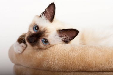 Bir mühür işaret Birman kedisi, 4 aylık yavru kedi, erkek.