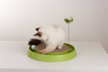 Bir mühür işaret Birman kedisi, 4 aylık yavru kedi, erkek.