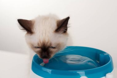Bir mühür işaret Birman kedisi, 4 aylık yavru kedi, erkek.
