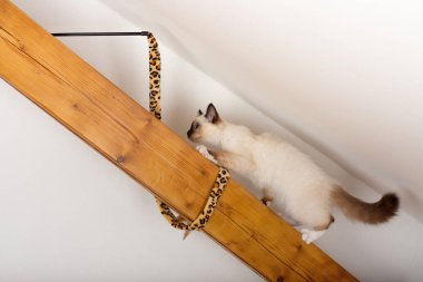 Bir mühür işaret Birman kedisi, 4 aylık yavru kedi, erkek.