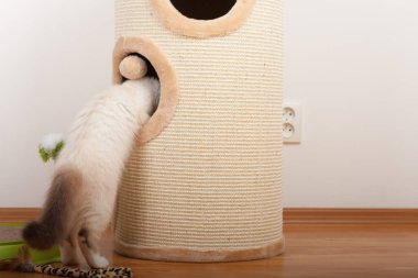 Bir mühür işaret Birman kedisi, 4 aylık yavru kedi, erkek.