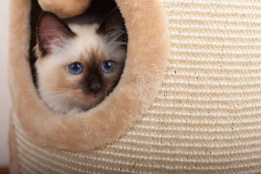 Bir mühür işaret Birman kedisi, 4 aylık yavru kedi, erkek.
