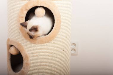 Bir mühür işaret Birman kedisi, 4 aylık yavru kedi, erkek.