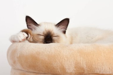 Bir mühür işaret Birman kedisi, 4 aylık yavru kedi, erkek.