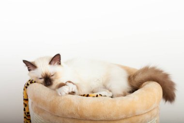 Bir mühür işaret Birman kedisi, 4 aylık yavru kedi, erkek.