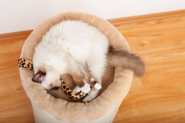 Bir mühür işaret Birman kedisi, 4 aylık yavru kedi, erkek.