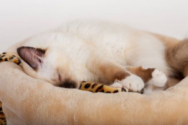 Bir mühür işaret Birman kedisi, 4 aylık yavru kedi, erkek.