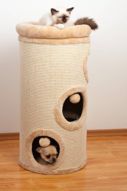 Birman kedisi ve tarçın tırmalamak kedi içine gizli Chihuahua