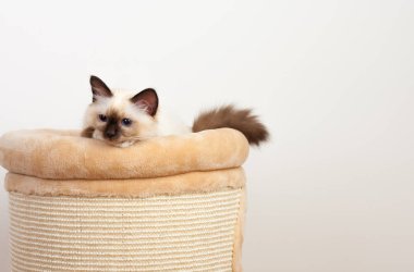 Bir mühür işaret Birman kedisi, 4 aylık yavru kedi, erkek.