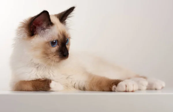 Um ponto de vedação Birman gato, 4 meses de idade gatinho, masculino . — Fotografia de Stock