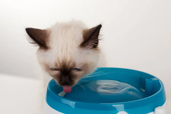 Bir mühür işaret Birman kedisi, 4 aylık yavru kedi, erkek.