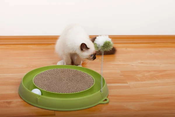 En tätning peka Birman katt, 4 månader gammal kattunge, hane. — Stockfoto