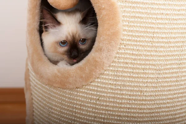 A seal point Birman cat, 4 month old kitten, male. — Stock Photo, Image