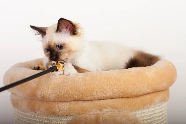 Um ponto de vedação Birman gato, 4 meses de idade gatinho, masculino . — Fotografia de Stock