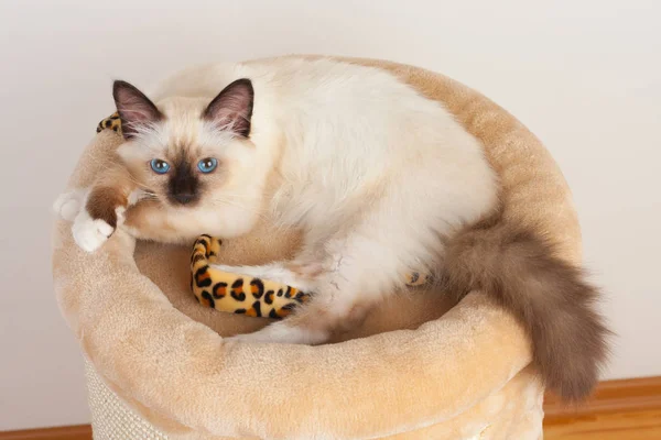 シール ポイント バーマンの猫、生後 4 ヶ月の子猫、男性. — ストック写真