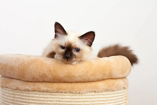 Um ponto de vedação Birman gato, 4 meses de idade gatinho, masculino . — Fotografia de Stock