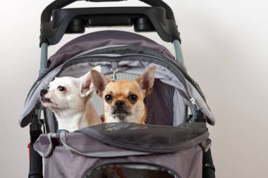 Tarçın ve beyaz Chihuahua oturup rahat evde beslenen hayvan içinde str