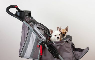 Tarçın ve beyaz Chihuahua oturup rahat evde beslenen hayvan içinde str