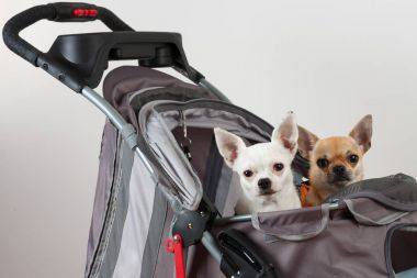 Tarçın ve beyaz Chihuahua oturup rahat evde beslenen hayvan içinde str