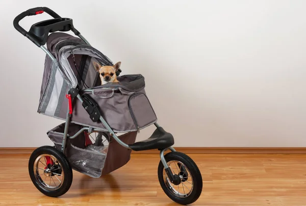 Kaneel Chihuahua zit in comfortabele huisdier wandelwagen — Stockfoto