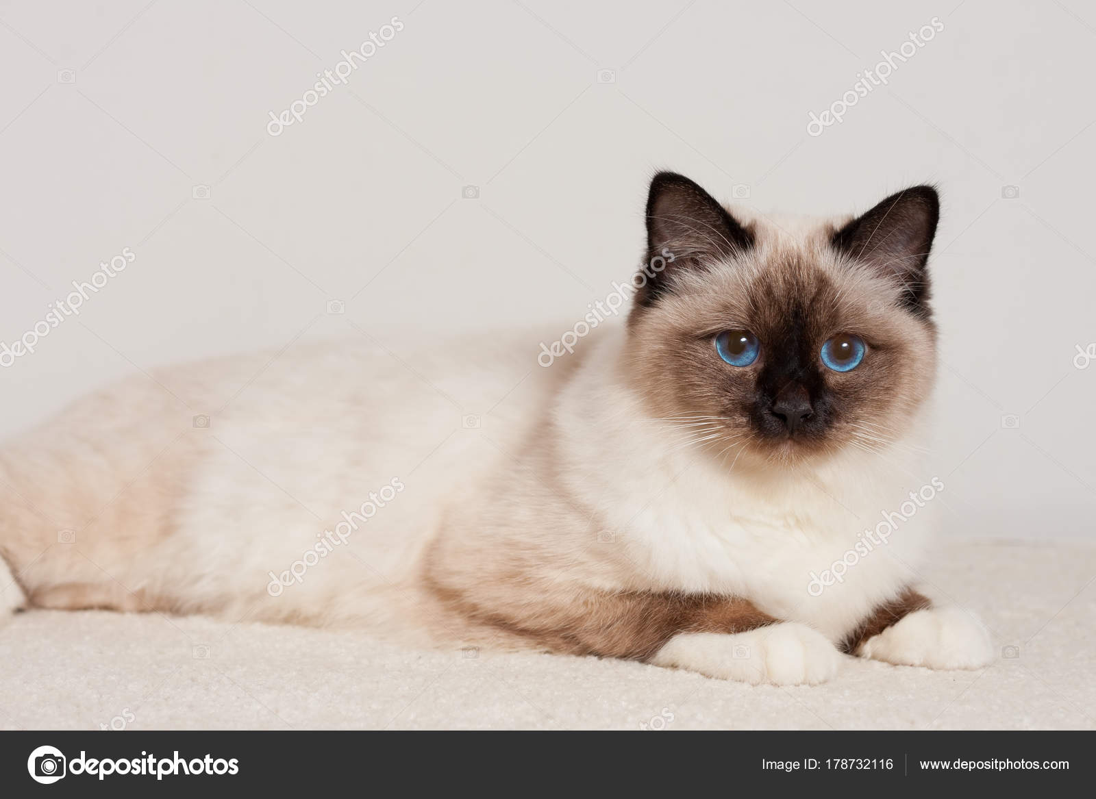 Ein Siegel Zeigen Birma Katze Mann Mit Blauen Augen Auf