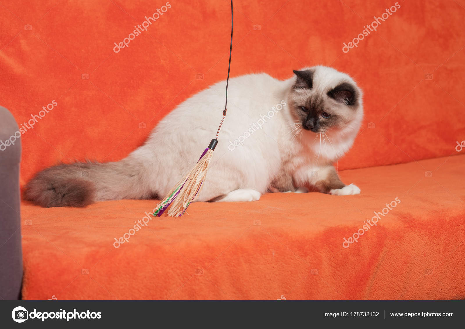 Seal Point Katze Mit Blauen Augen Sitzt Auf Grau Stockfoto