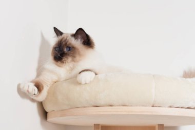 Bir mühür Birman kedisi noktası, mavi gözleri ile erkek yalan cat Tarih: o