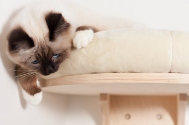 Bir mühür Birman kedisi noktası, mavi gözleri ile erkek yalan cat Tarih: o