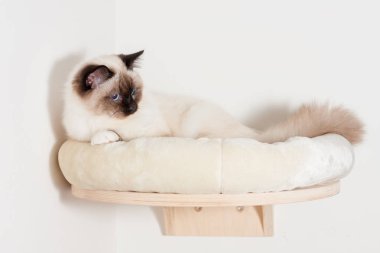 Bir mühür Birman kedisi noktası, mavi gözleri ile erkek yalan cat Tarih: o