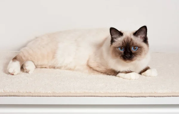 Een zegel wijs Birmaan kat, mannelijke met blauwe ogen ligt op tapijt — Stockfoto