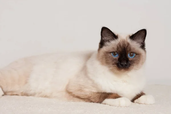 一个海豹猫猫, 男性与蓝眼睛躺在地毯上 — 图库照片