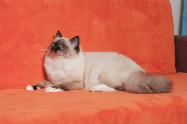 シール ポイント バーマン猫は、青い目の男性はソファに横たわっています。 — ストック写真