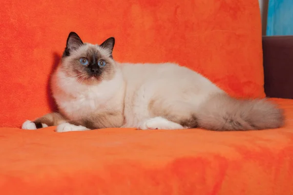 シール ポイント バーマン猫は、青い目の男性はソファに横たわっています。 — ストック写真