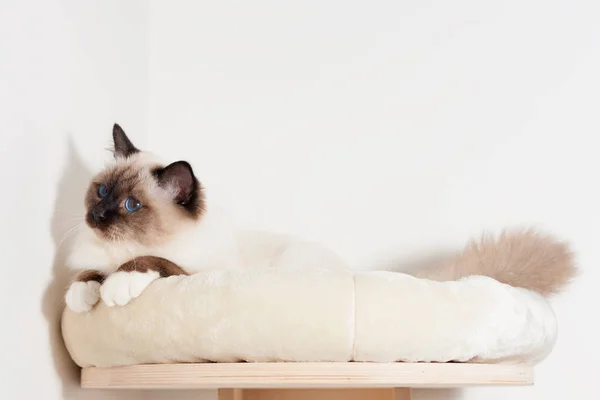 Een zegel punt Birmaan kat, mannelijke met blauwe ogen ligt op kat ze — Stockfoto