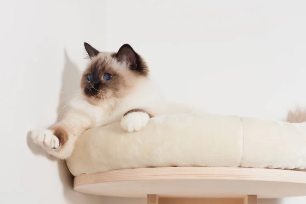 Een zegel punt Birmaan kat, mannelijke met blauwe ogen ligt op kat ze — Stockfoto