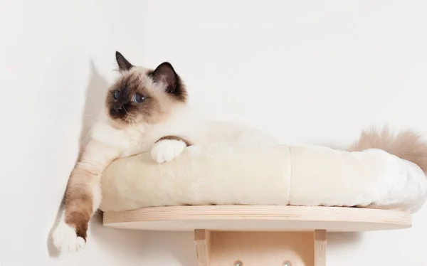 A seal point Birman cat, male with blue eyes is lying on cat she