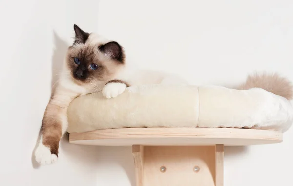 Een zegel punt Birmaan kat, mannelijke met blauwe ogen ligt op kat ze — Stockfoto