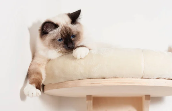 Een zegel punt Birmaan kat, mannelijke met blauwe ogen ligt op kat ze — Stockfoto