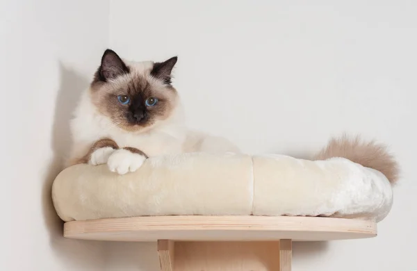 Een zegel punt Birmaan kat, mannelijke met blauwe ogen ligt op kat ze — Stockfoto