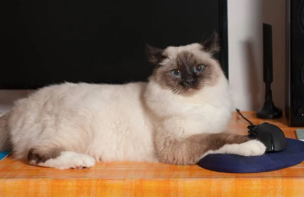 Um ponto de vedação Birman gato, macho sentado na mesa do PC — Fotografia de Stock