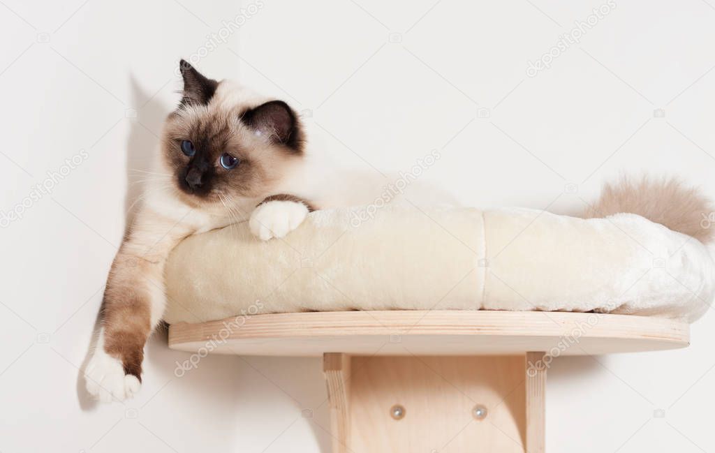 A seal point Birman cat, male with blue eyes is lying on cat she